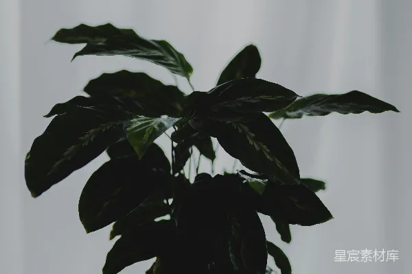 绿色植物点缀在黑白格子布料上