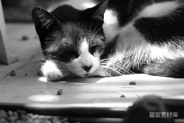 高清摄影 一只黑白相间的猫在户外休息。