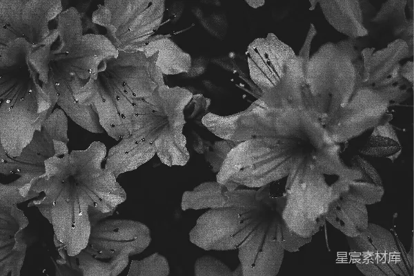 高清摄影 一张黑白照片，上面有一些花朵。