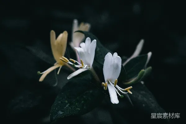 一朵白色的花朵的特写镜头，带有绿色的叶子。