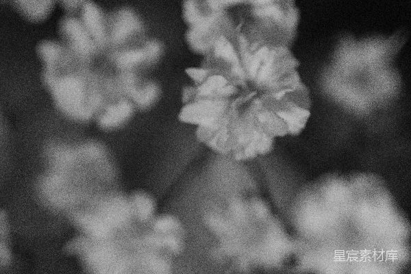 高清摄影 黑白照片中的白花