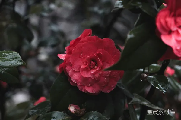 红花在倾斜透视镜头中