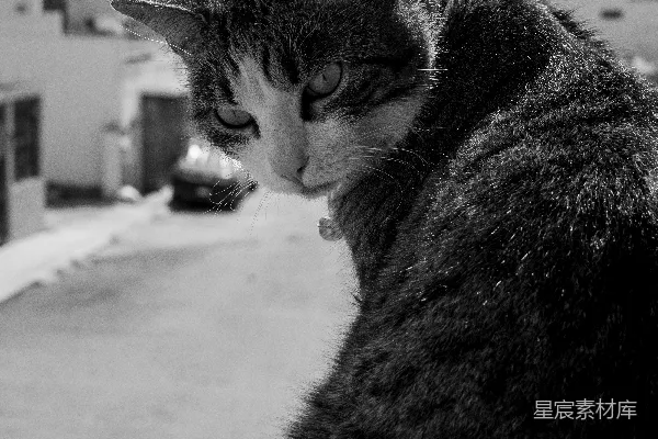 高清摄影 一张黑白相间的猫的照片