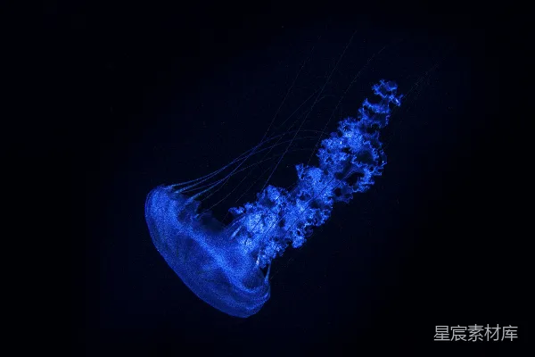 在黑暗中漂浮的一只蓝色水母
