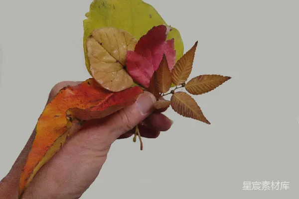 手持一片叶子的手
