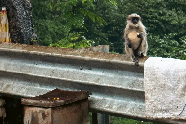 猴子坐在防护栏上。