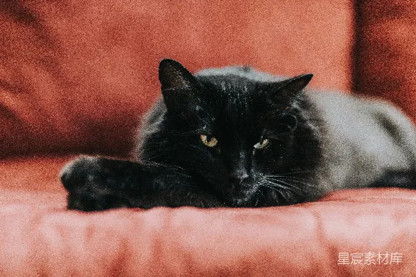 猫躺在沙发上