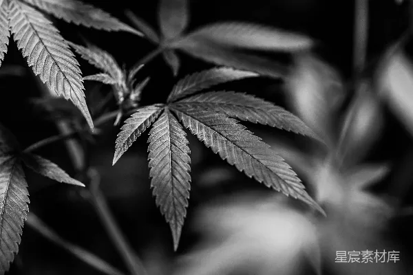 高清摄影 一张黑白照片，显示了一株枝叶茂盛的植物。
