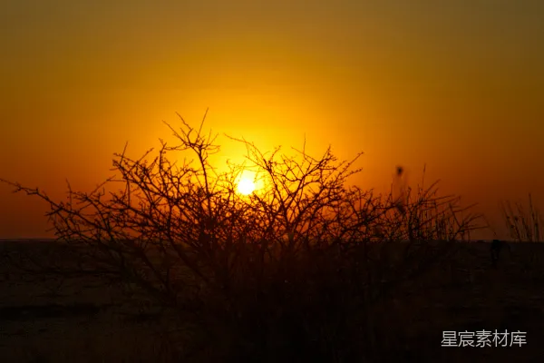 树影下有一抹夕阳。