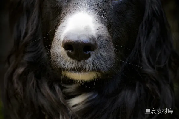 高清摄影 黑白边境牧羊犬