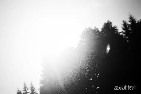 高清摄影 一张黑白照片，阳光透过树木照射进来。