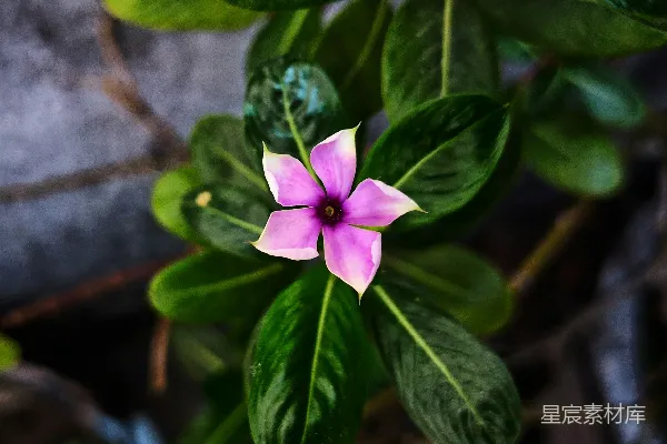 一朵粉红色的花在植物上