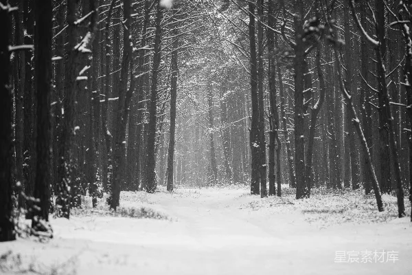 高清摄影 白天被雪覆盖的树木