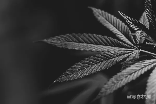 高清摄影 一张黑白照片，展示的是一株大麻植物。
