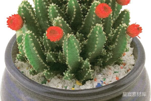 元素素材 带红色花朵的仙人掌盆栽