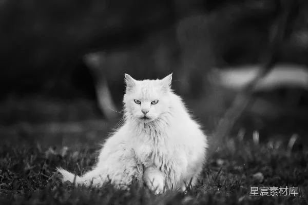 高清摄影 一只猫坐在草地上