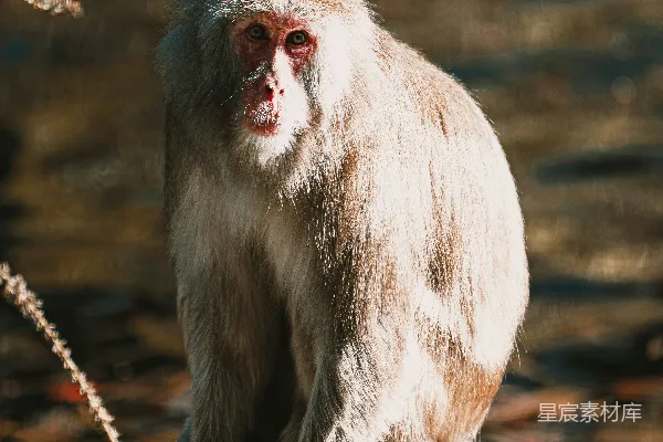一只猴子坐在河边的岩石上。