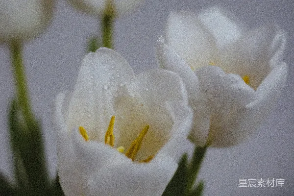绿叶白花