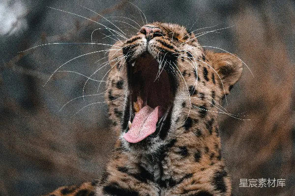 一只猫张大嘴打哈欠的特写镜头