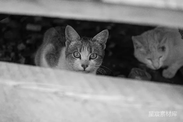 高清摄影 灰度照片，一只猫躺在床上。