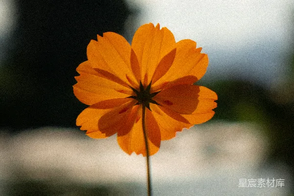 黄色的花，绿色的茎