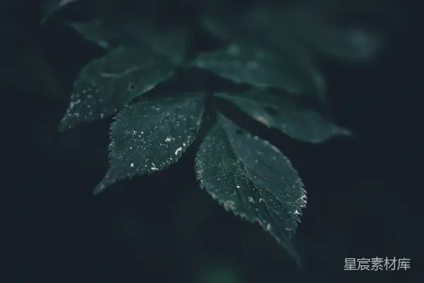 一片叶的特写
