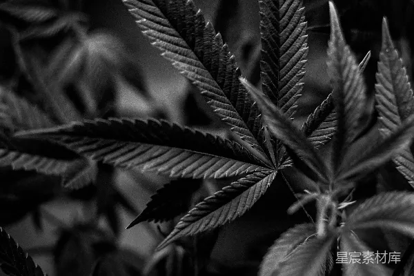 高清摄影 一张黑白照片，显示了一株大麻植物。