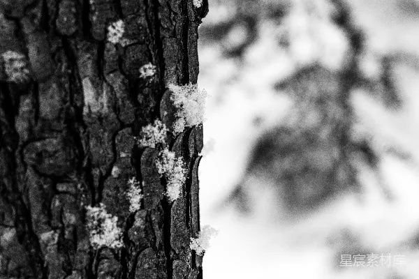 高清摄影 一张黑白照片，上面有一棵树的积雪。