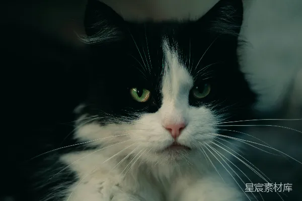 高清摄影 一只黑白色猫，有着绿色的眼睛。