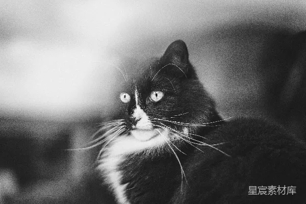 高清摄影 一只黑白相间的猫