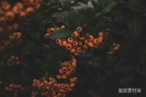 绿叶上的橙色水果