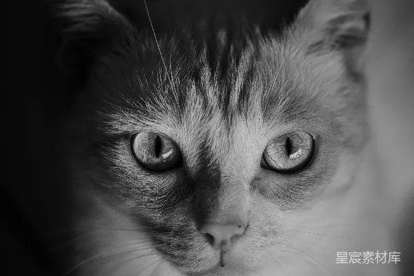 高清摄影 一只猫看着相机
