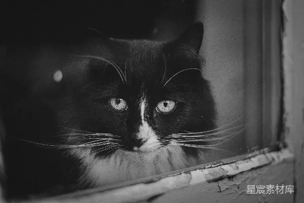 高清摄影 一只黑白相间的猫