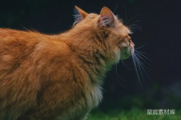 一只黄毛的猫在绿色的草地上漫步。