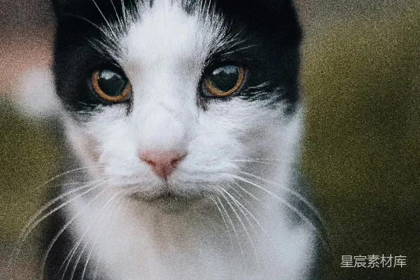 高清摄影 一只黑白相间的猫正看着镜头。