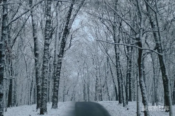 白天树木间覆雪的道路