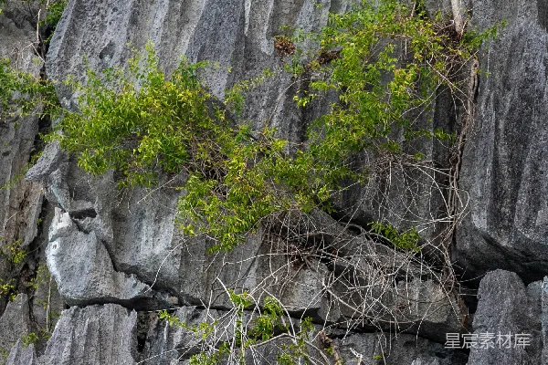绿植生长在一块岩石悬崖上。