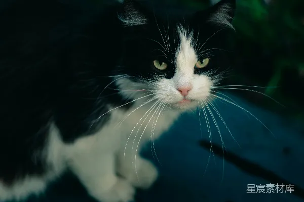 高清摄影 一只黑白相间的猫坐在木制桌子上。