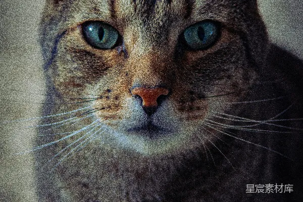 棕色虎斑猫的近景摄影