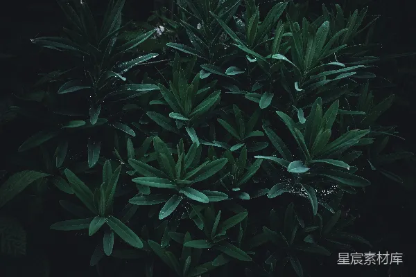 一棵长有绿色叶子的灌木在黑暗中