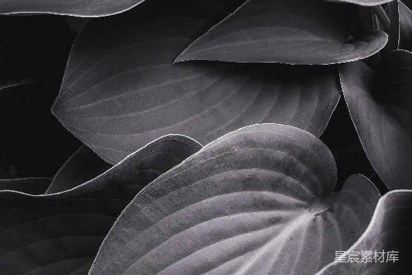 高清摄影 灰度照片中的树叶上有水滴。
