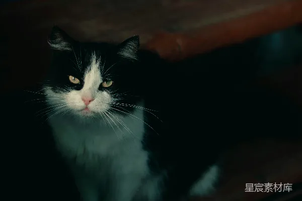 高清摄影 一只黑白相间的猫坐在木制长凳上