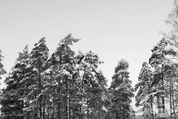 高清摄影 白天被雪覆盖的树木