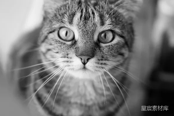 高清摄影 一只长着人脸的猫