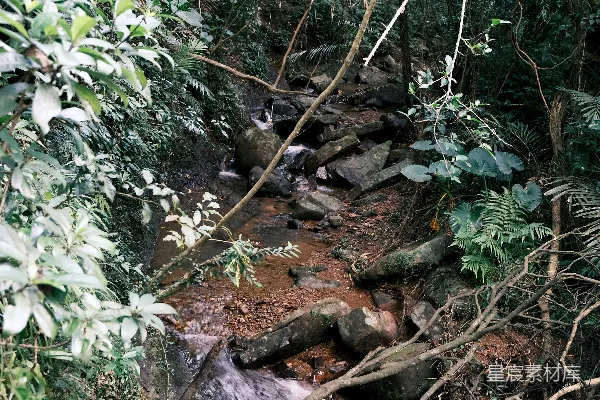一条小溪流经一片茂密的绿林之中。