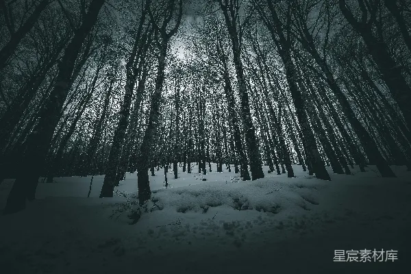 黑暗的雪林中挺立着高大的光秃秃的树木。