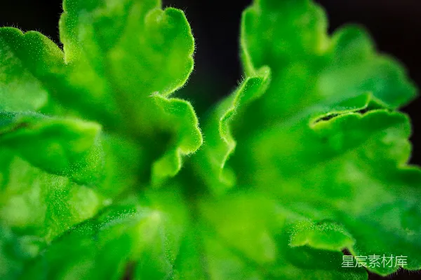 一棵绿色植物的特写镜头，叶片环绕。