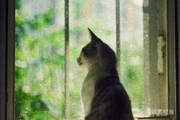 一只猫坐在窗台上向外看窗外