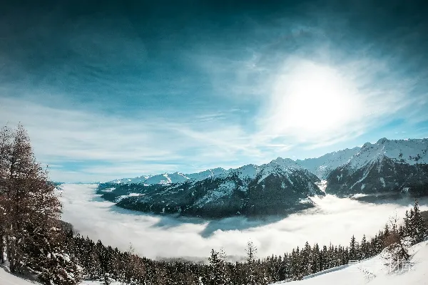 灰云下白雪坡下的松树