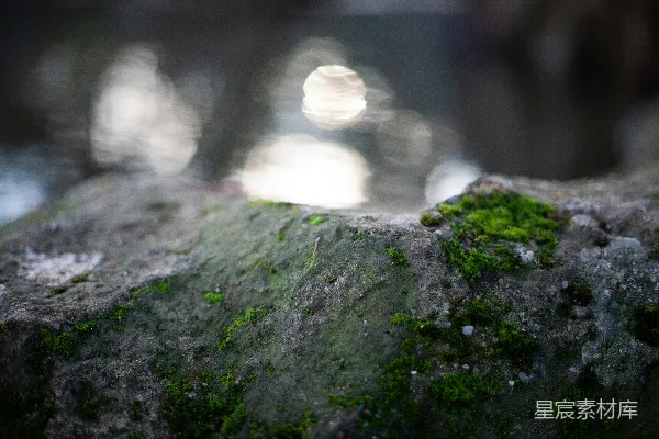 一片苔藓覆盖的岩石特写